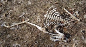 Fawn's Skeleton