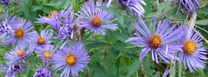 asters crop